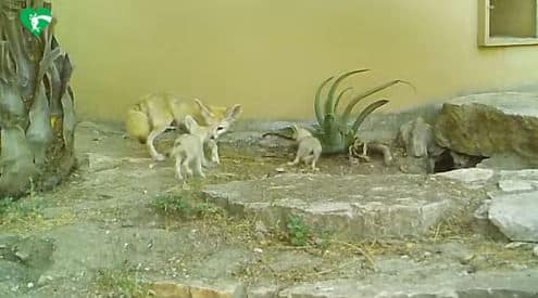 roma bioparco fennec
