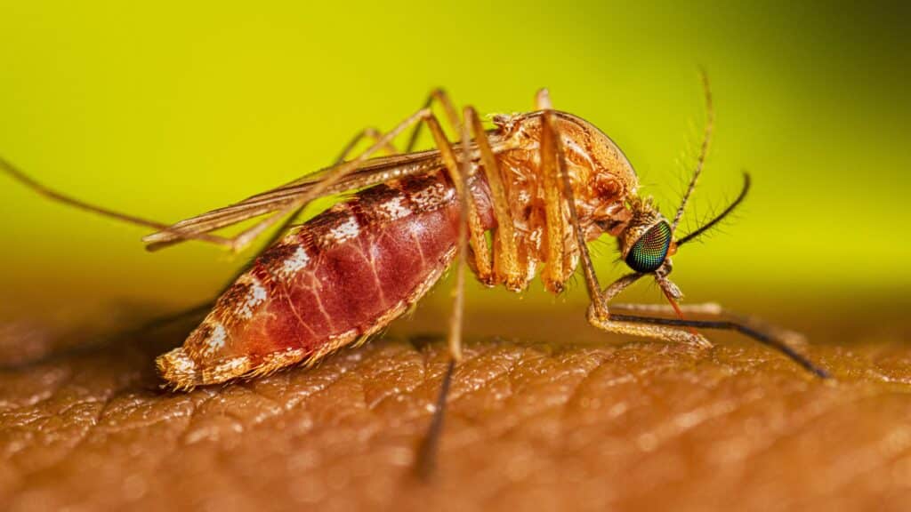 west nile virus zanzare