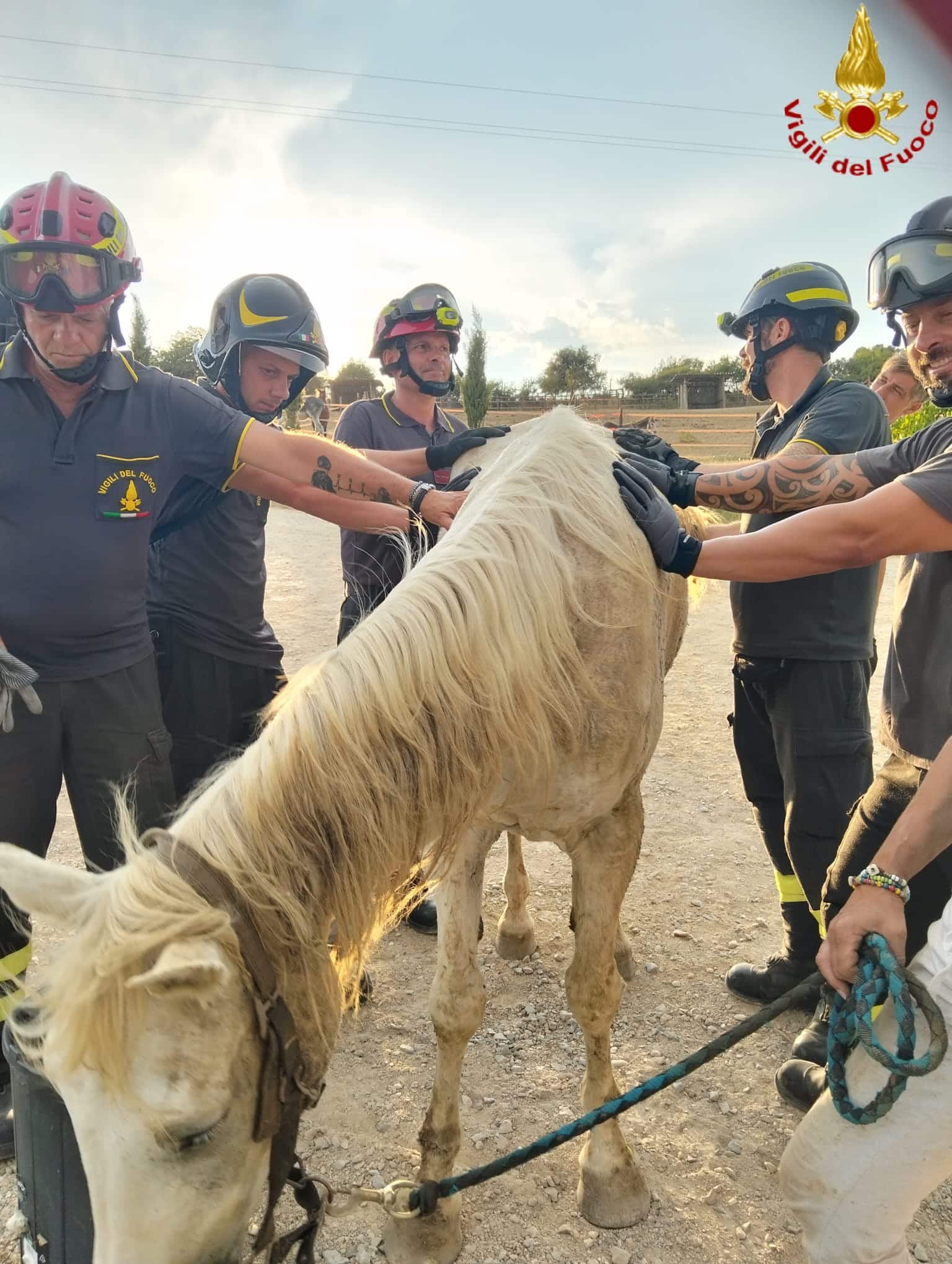 Roma - Cavallo anziano si accascia a terra e non riesce più a rialzarsi: salvato dai Vigili del fuoco 1 WhatsApp Image 2026 07 01 at 17.24.46