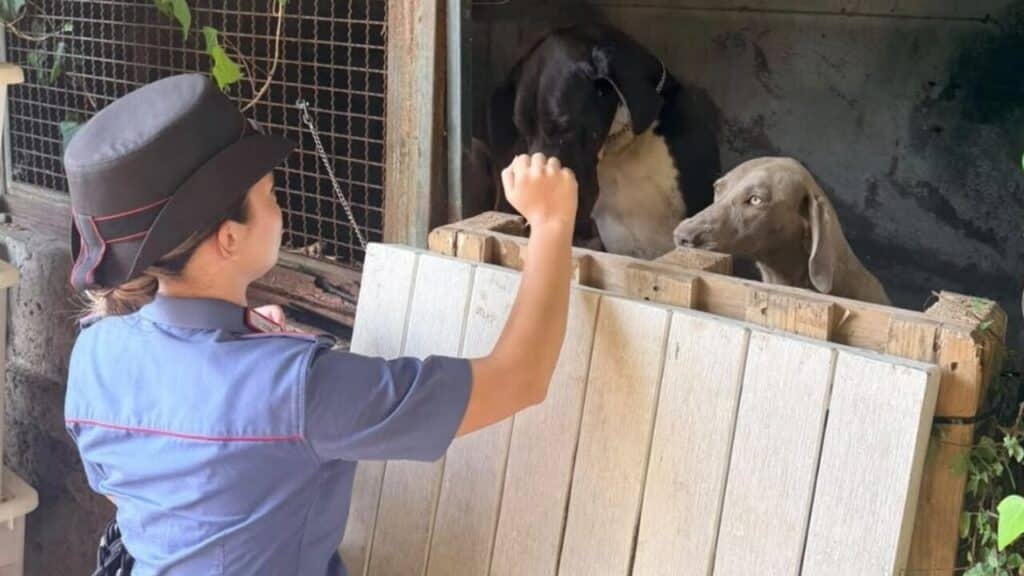 roma maltrattamento animali canile lager
