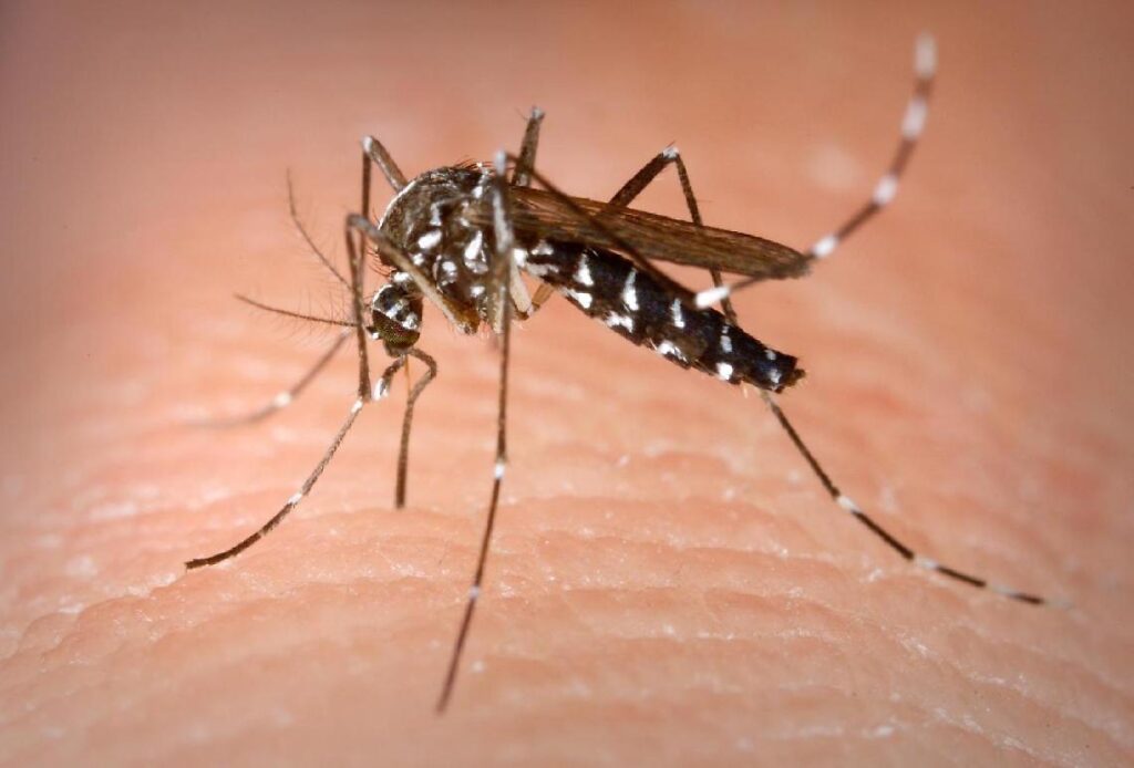 zanzara west nile virus