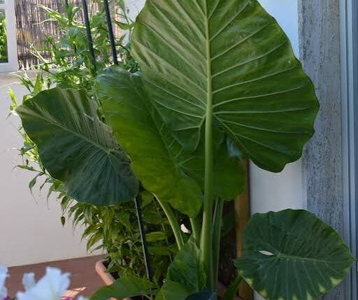 alocasia