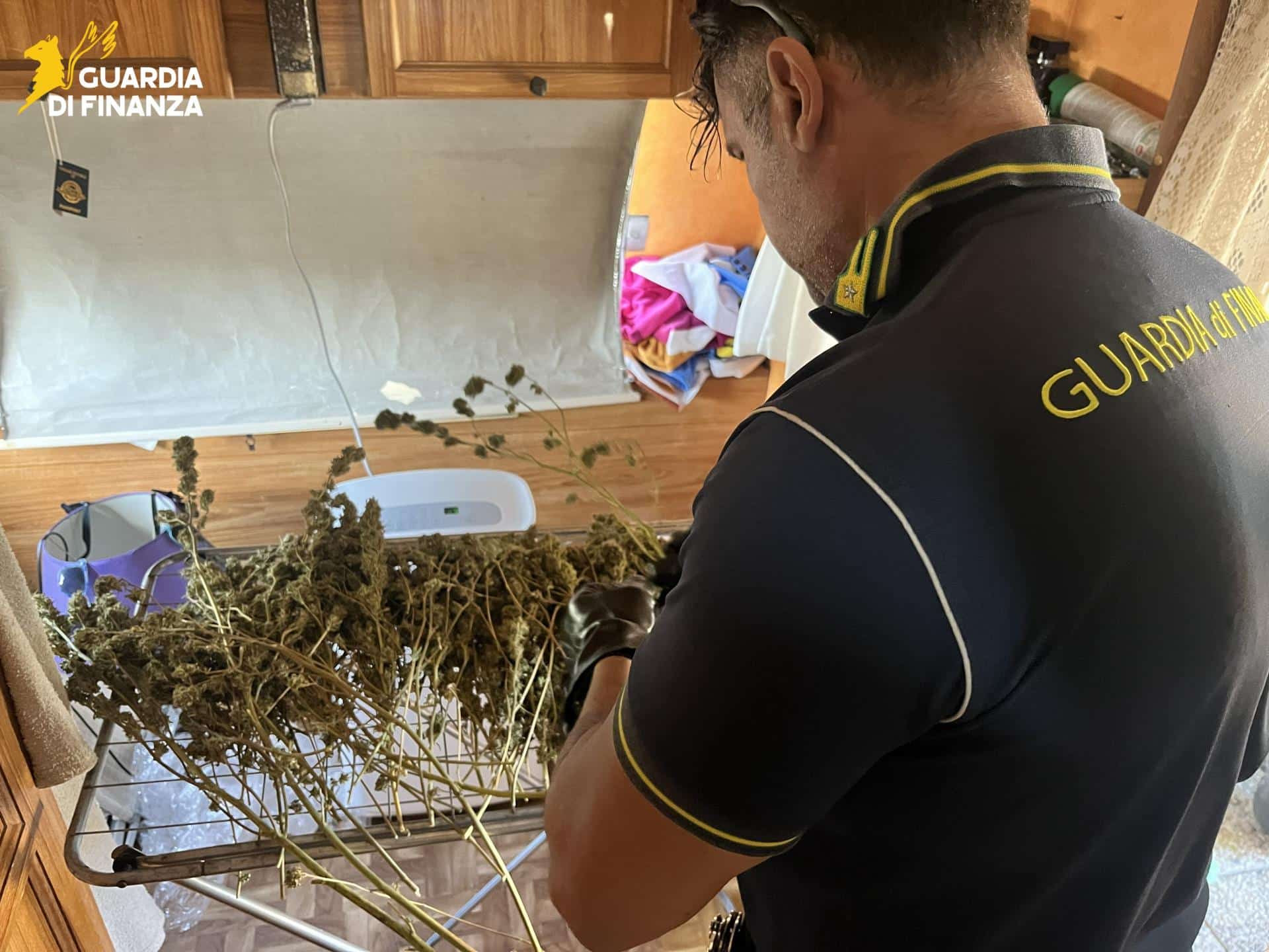 (FOTO) Latina, piantagione di marijuana scoperta dal... cielo: maxi blitz antidroga della Finanza 1 30092026 101013 IMG 7916